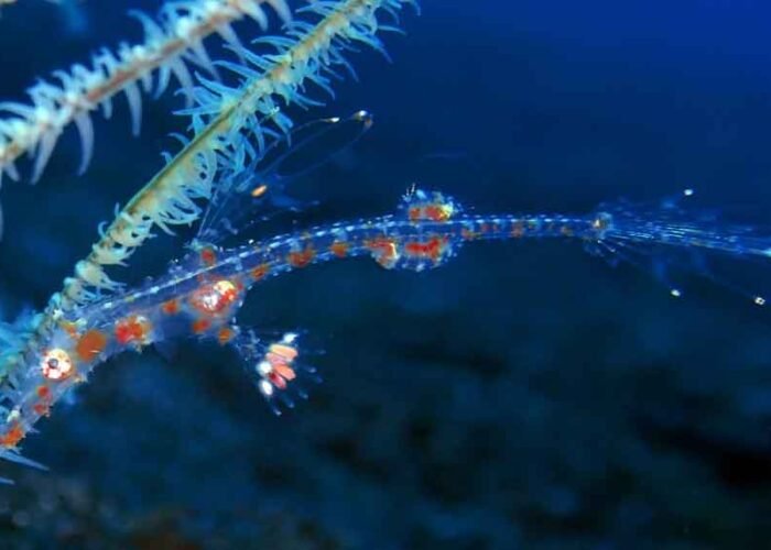 Ghost-Pipefish---Liveaboard-in-Indonesia-Koonam