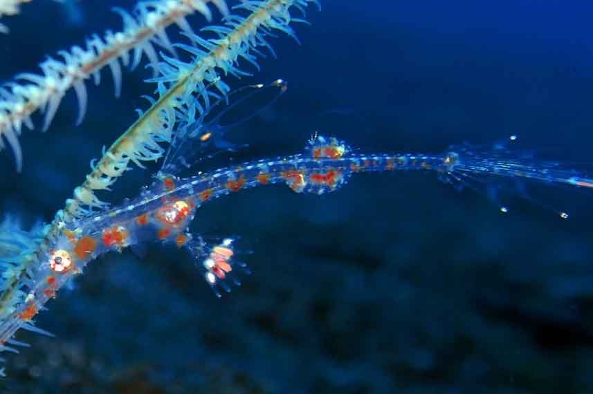 Ghost-Pipefish---Liveaboard-in-Indonesia-Koonam