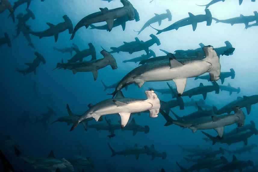 Hammer-head-shark---Liveaboard-in-Indonesia-Koonam