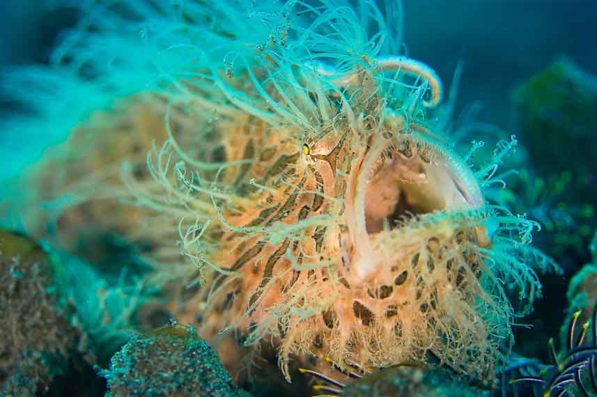 Lembeh-Strait-North-Sulawesi---Liveaboard-in-Indonesia-Koonam