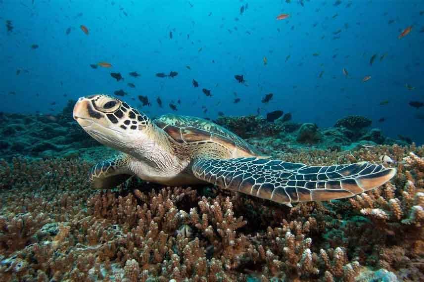 Bunaken-Liveaboard-Indonesia-Koonam-a