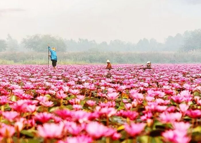 Lotus-Lake-Pota---Flores-Tour-Packages---Koonam